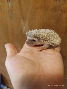 Африканські їжаки, їжачки