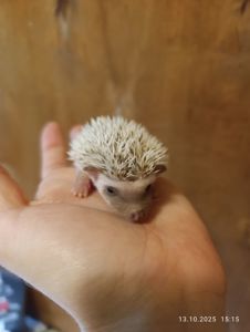 Африканські їжаки, їжачки