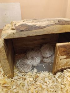 Африканські їжаки, їжачки