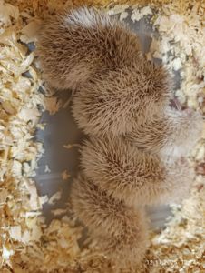 Африканські їжаки, їжачки