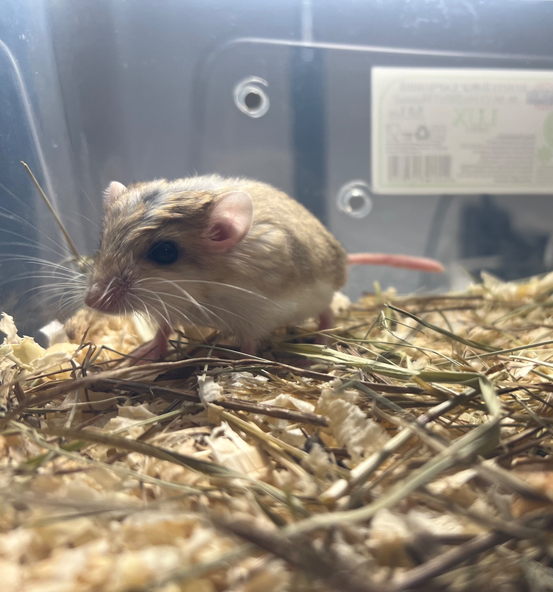 жирнохвоста піщанка pachyuromys duprasi