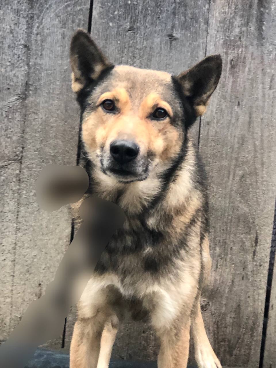 Продам кобеля лайки