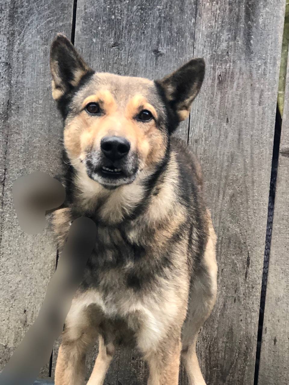 Продам кобеля лайки