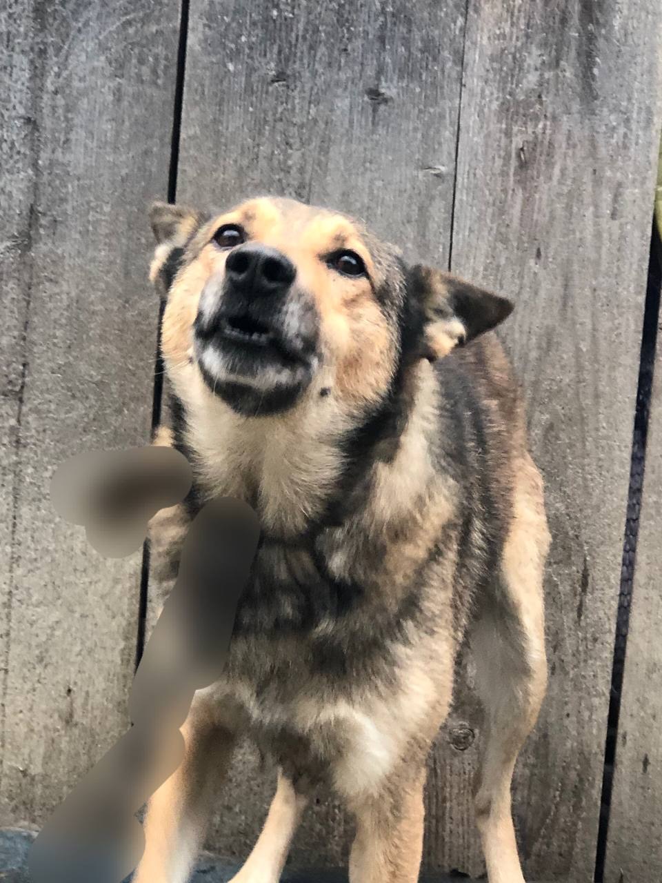 Продам кобеля лайки