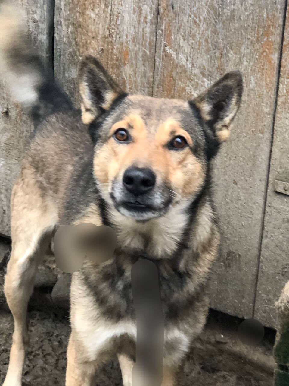 Продам кобеля лайки