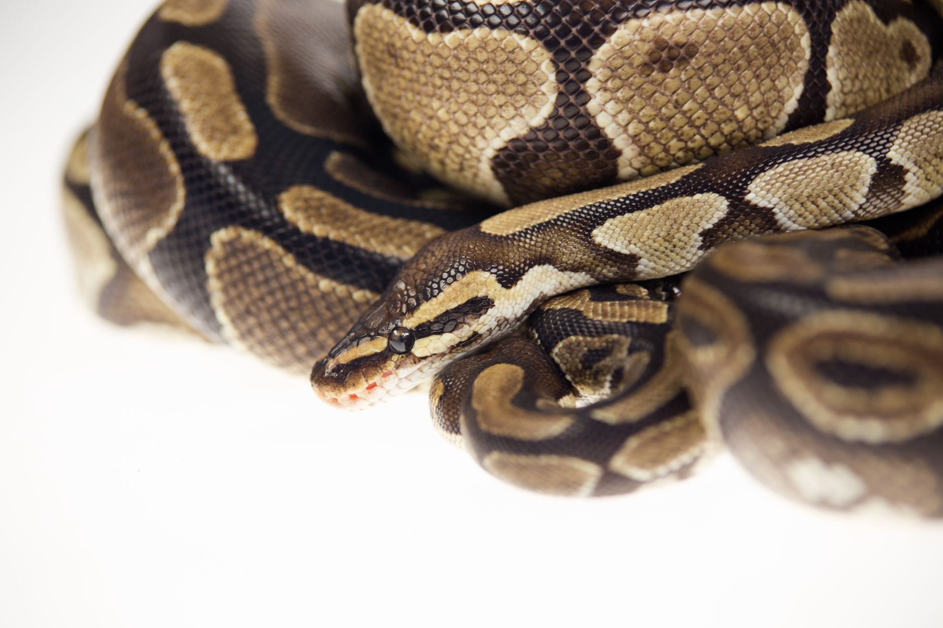 Королівський питон