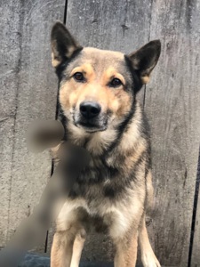 Продам кобеля лайки