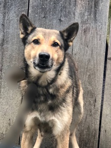 Продам кобеля лайки