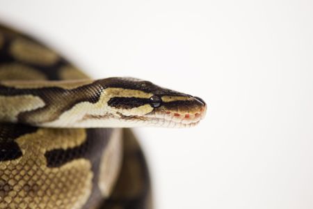 Королівський питон