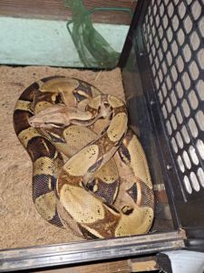 Імператорський удав