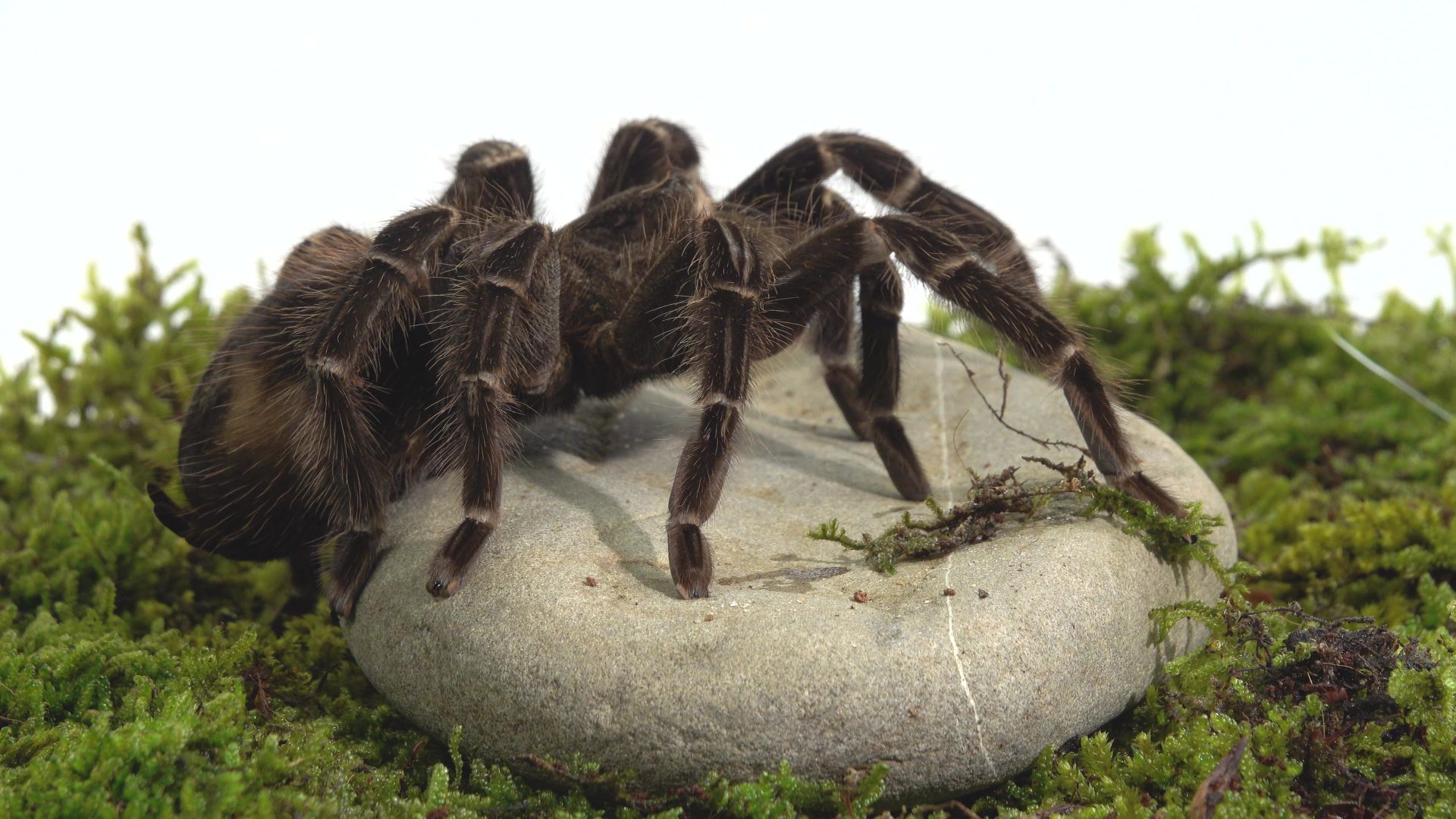 Павук птахоїд Ласіодора парахібана