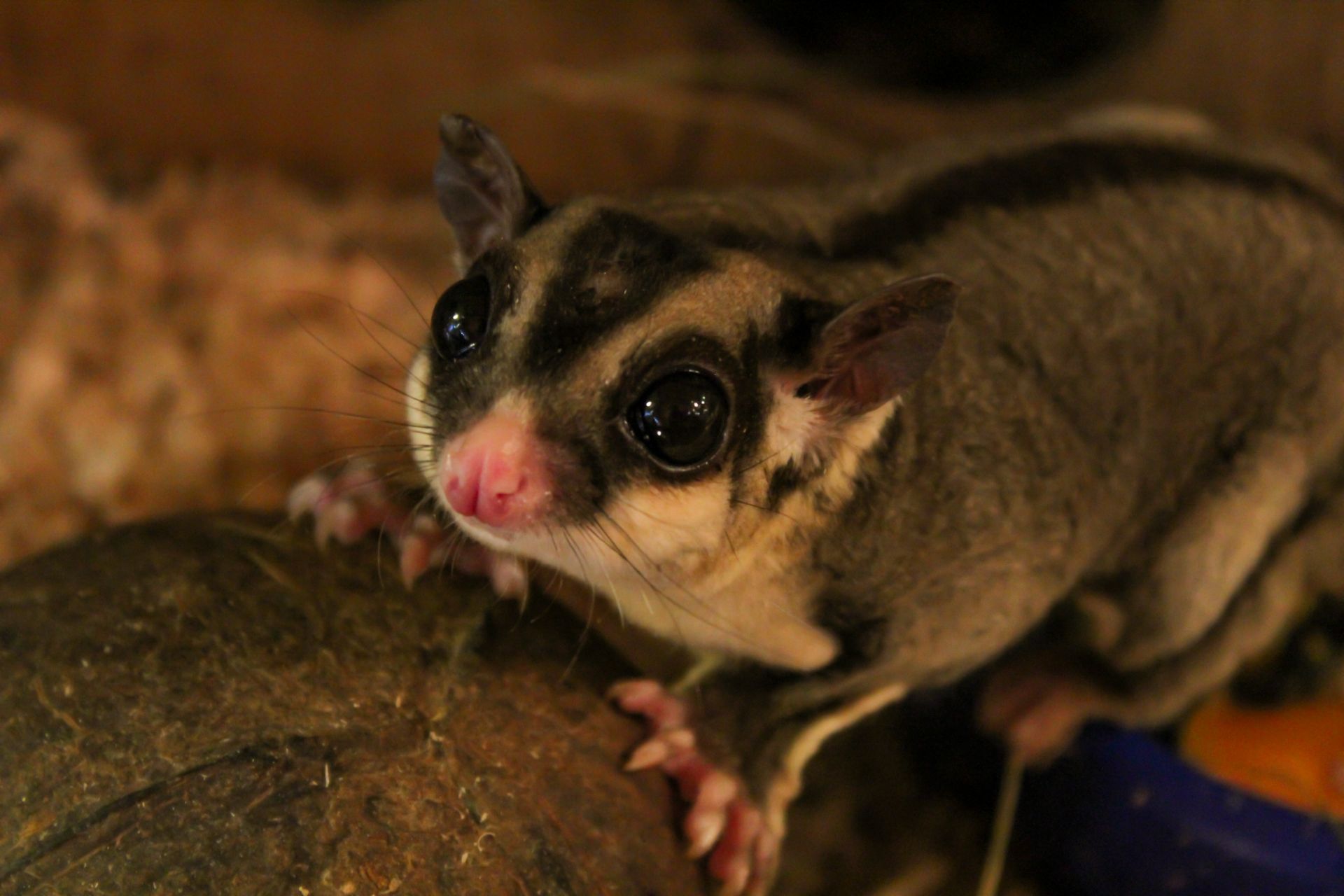 Цукровий посум - (сумчаста летяга)