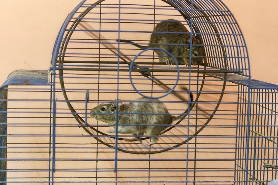 Дегу (чилійська білочка)