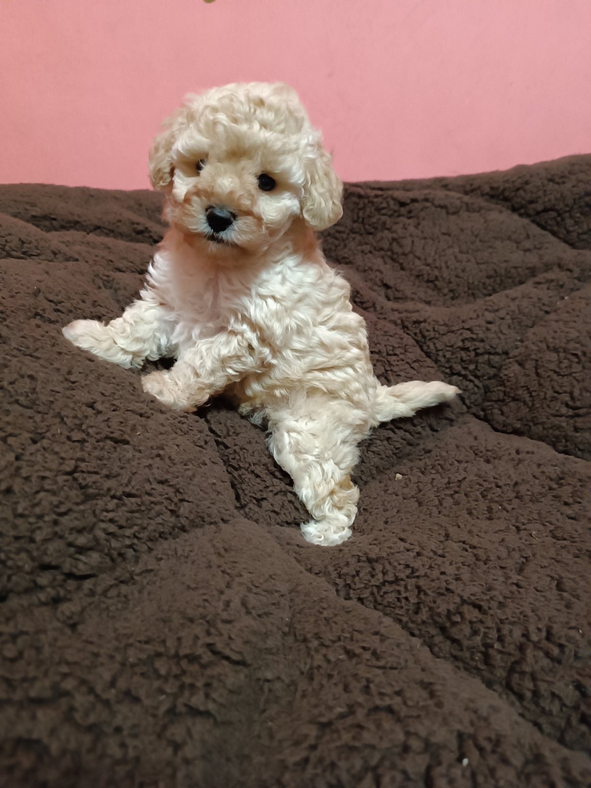 Дівчинка мальтіпу Ф2