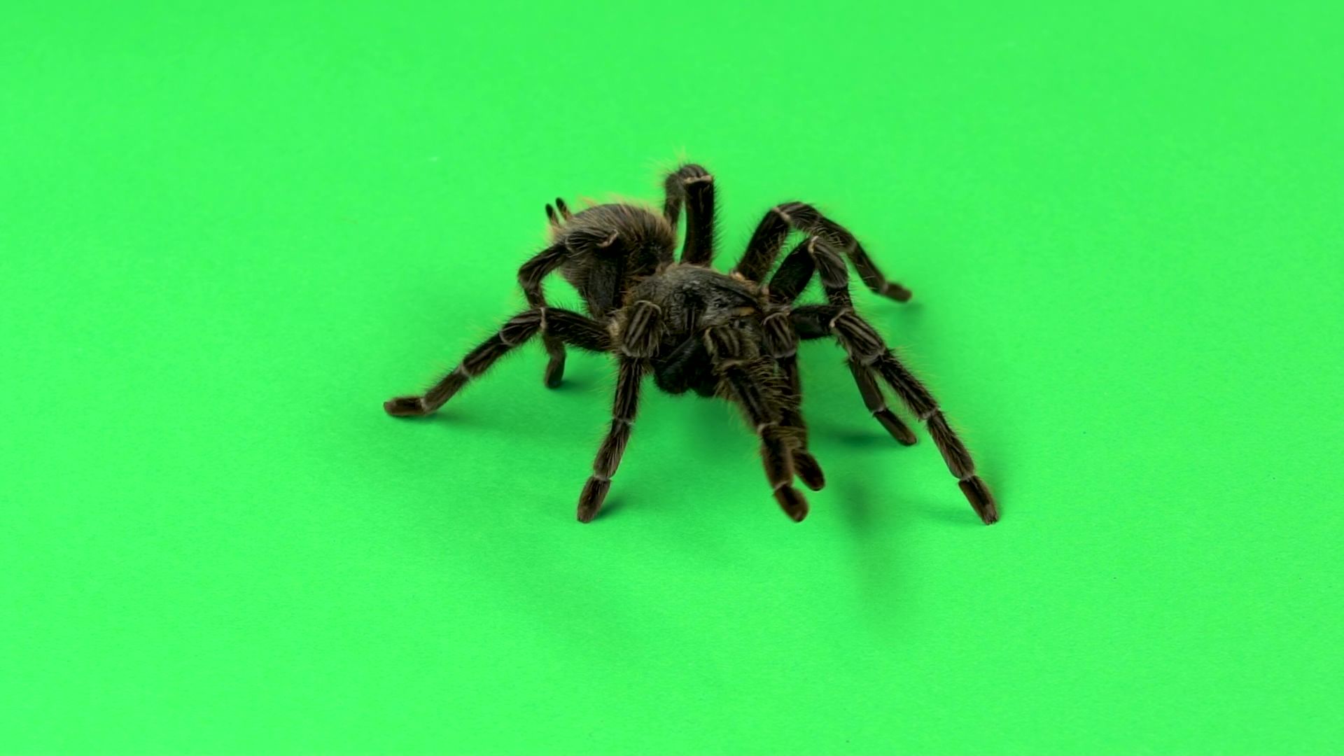 Павук птахоїд Ласіодора парахібана