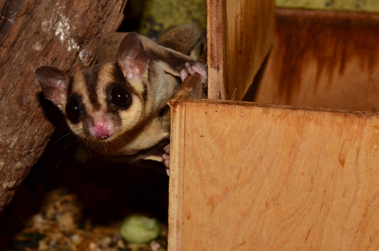 Цукровий посум - (сумчаста летяга)