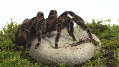 Павук птахоїд Ласіодора парахібана