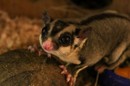 Цукровий посум - (сумчаста летяга)