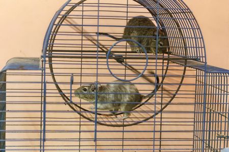 Дегу (чилійська білочка)