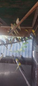 Волнистие попугаи