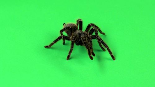 Павук птахоїд Ласіодора парахібана