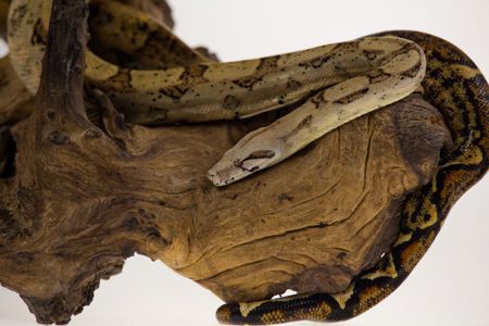 Імператорський удав