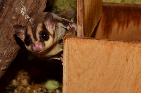 Цукровий посум - (сумчаста летяга)