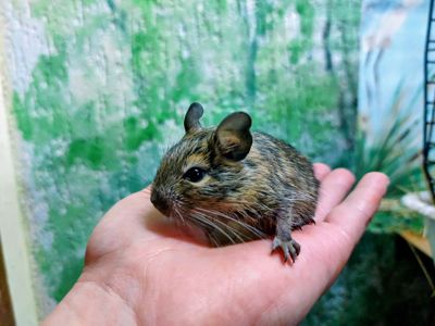 Дегу (чилійська білочка)