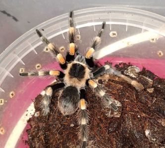 Павук-птахоїд виду Brachypelma Smithi
