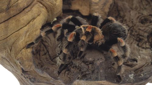Павук-птахоїд виду Brachypelma Smithi