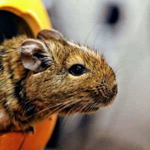 Дегу (чилійська білочка)