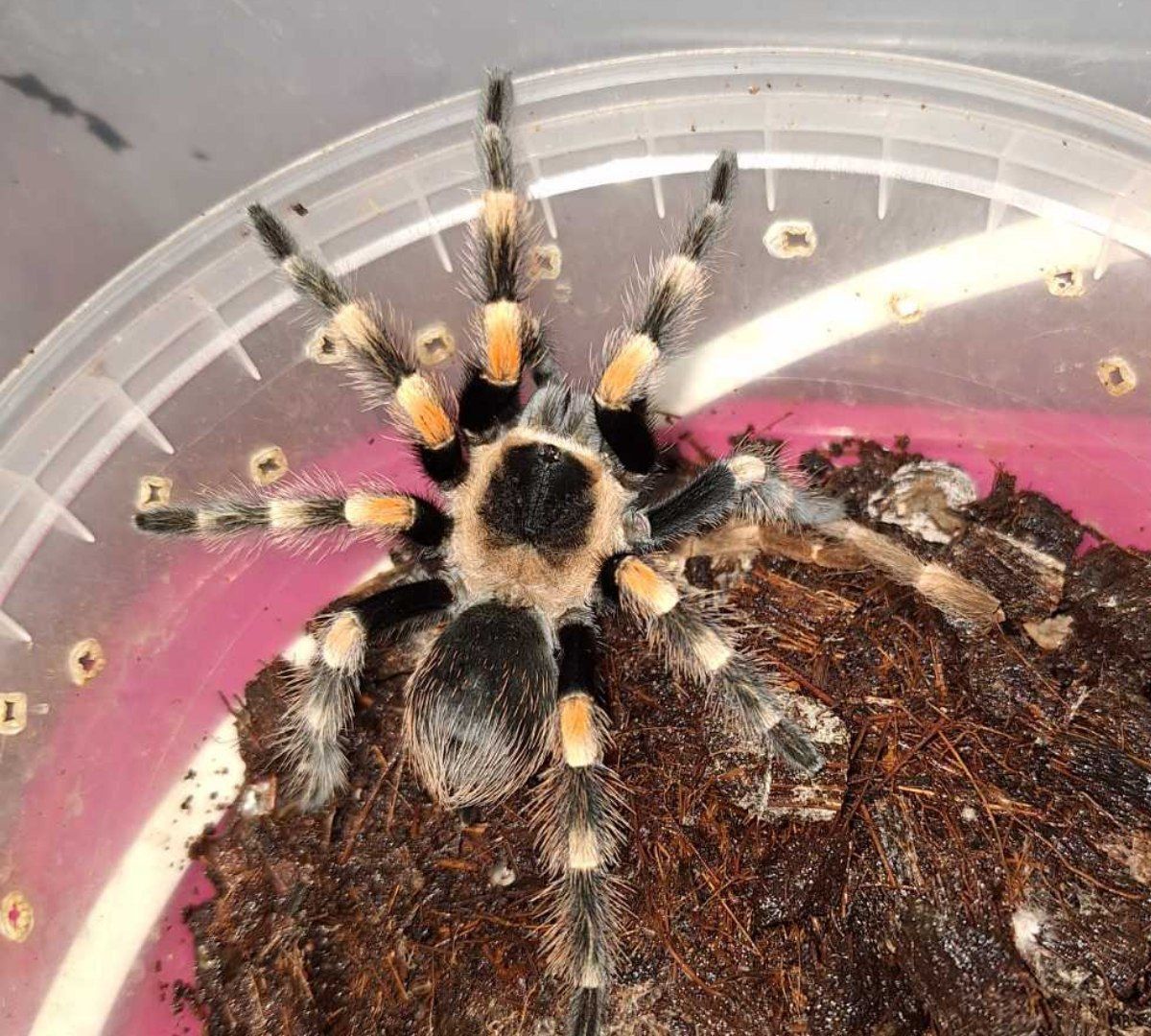 Павук-птахоїд виду Brachypelma Smithi