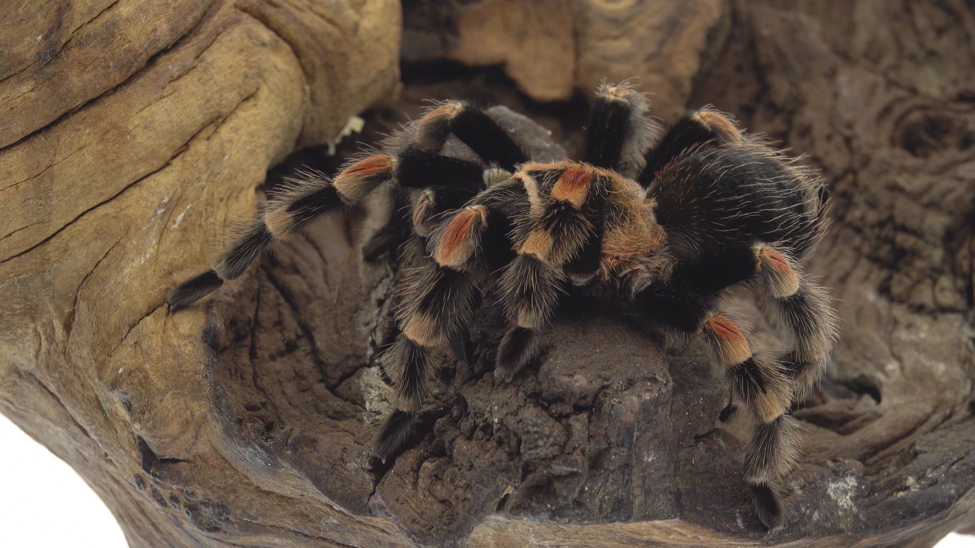 Павук-птахоїд виду Brachypelma Smithi