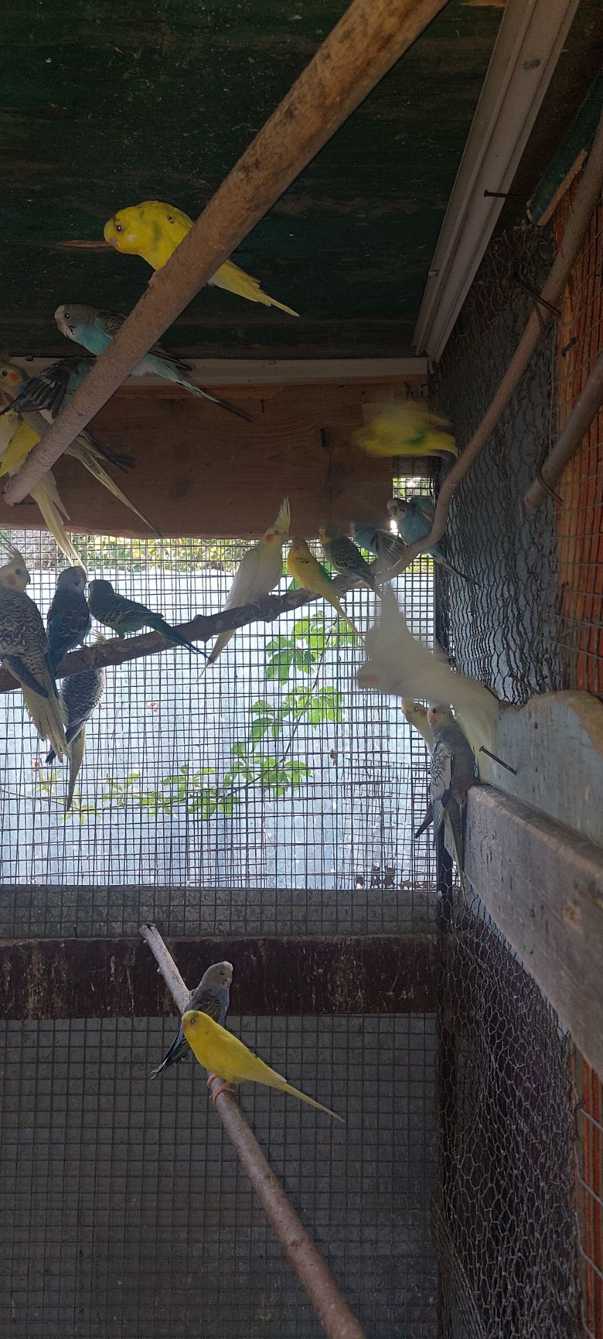 Волнистие попугаї