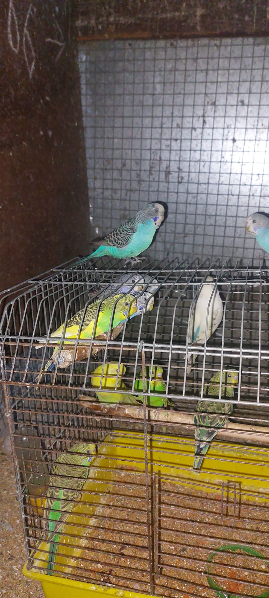 Волнистие попугаї