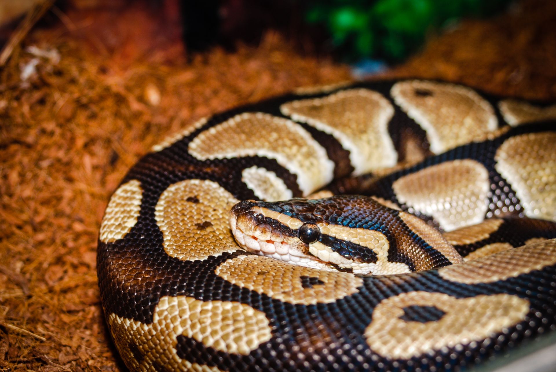 Королівський питон