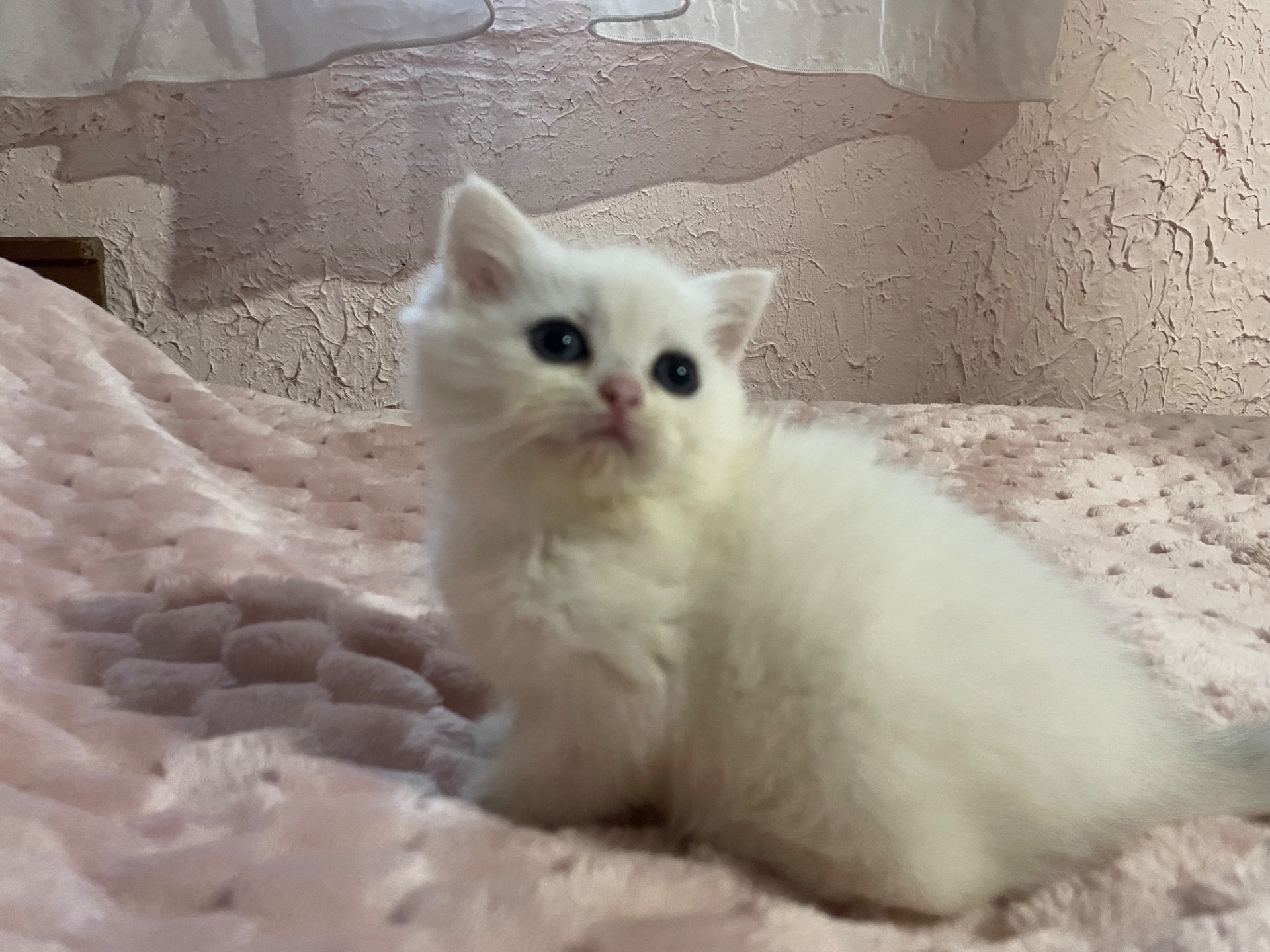 Киця з голубоока