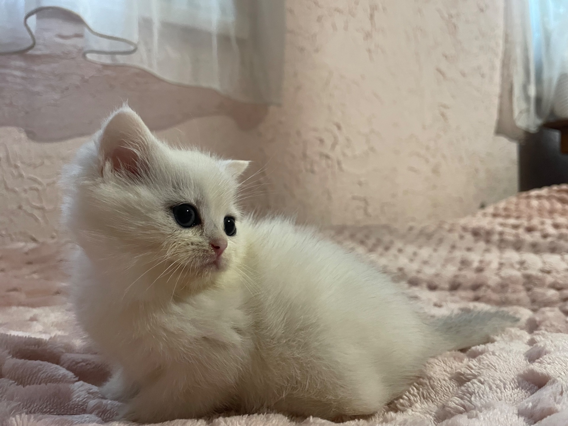 Киця з голубоока