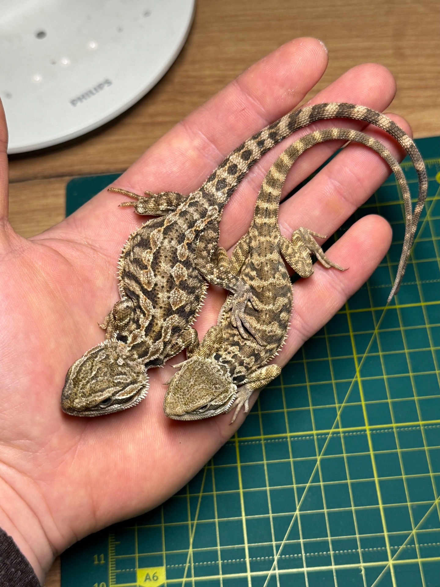 Бородаті агами (Pogona vitticeps)