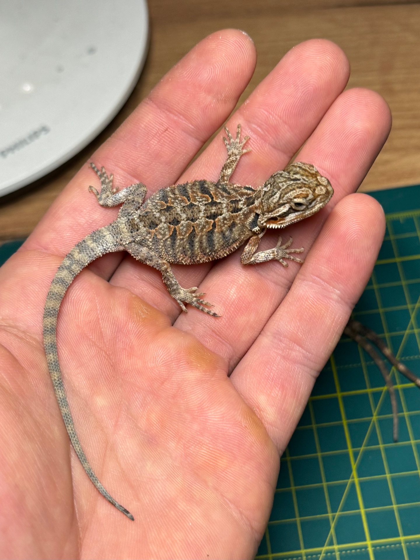 Бородаті агами (Pogona vitticeps)