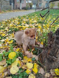 Цуценята Померанського Щпіца