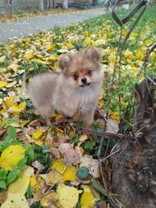 Цуценята Померанського Щпіца