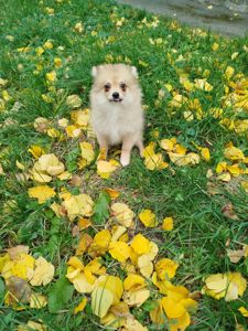 Цуценята Померанського Щпіца