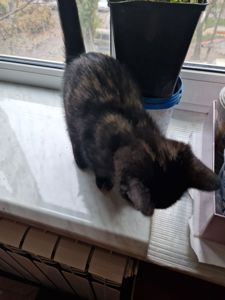 Тендітне Балуване ласкаве шоколадне кошеня