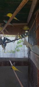 Волнистие попугаї