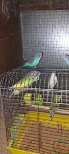 Волнистие попугаї