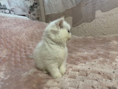 Киця з голубоока