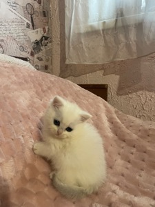 Киця з голубоока