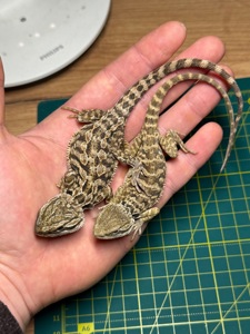 Бородаті агами (Pogona vitticeps)