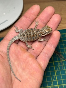 Бородаті агами (Pogona vitticeps)